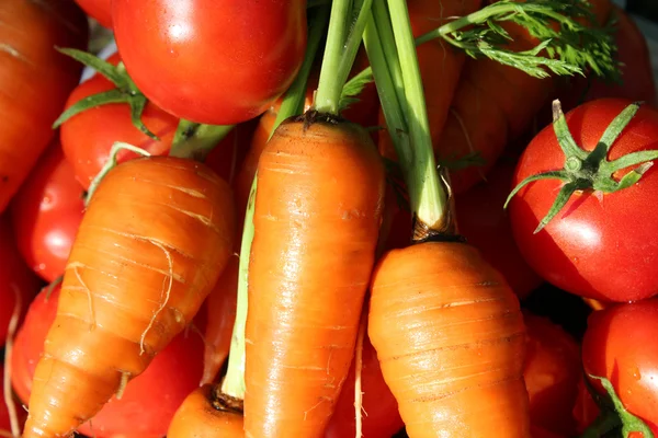 Zanahorias y tomates — Foto de Stock