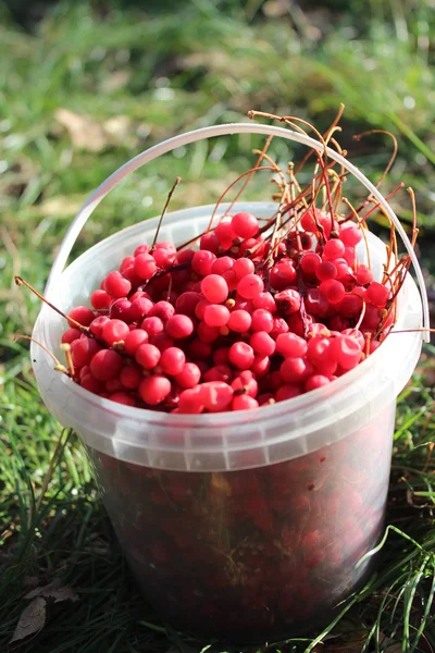 Red ripe schizandra in the bucket — Stock Photo, Image