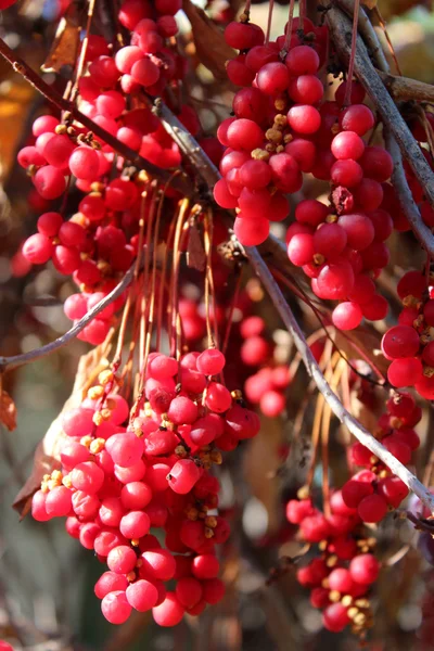 Stora grenar av röda mogna schisandra — Stockfoto