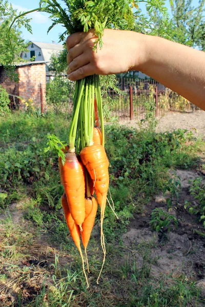 Bunch of carrots in the hand — Stock Photo, Image