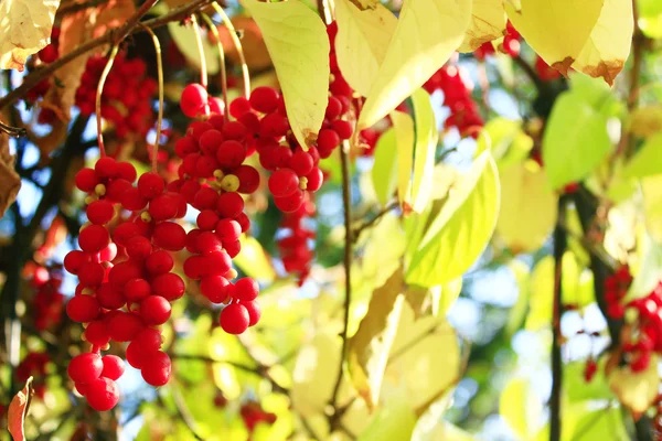 Большие ветви красной спелой щисандры — стоковое фото