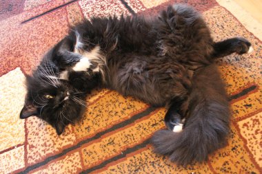 Kara kedi hakkında halı üzerinde kıvrılarak
