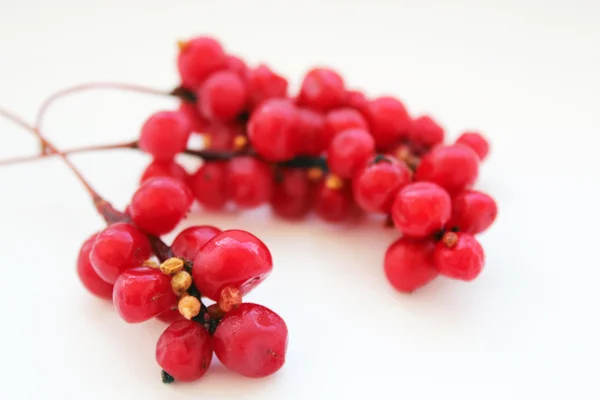 Branch of red ripe schisandra isolated — Stock Photo, Image