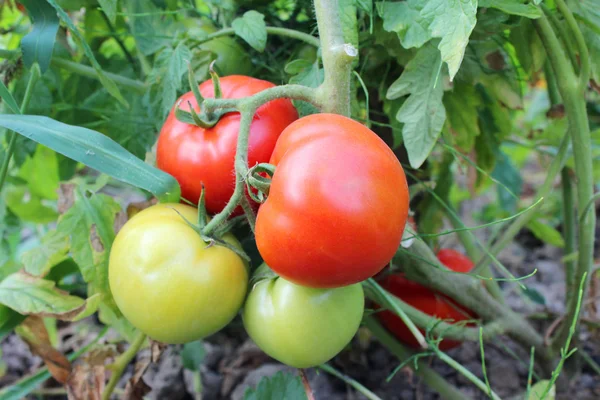 Tomates rojos en el arbusto — Foto de Stock