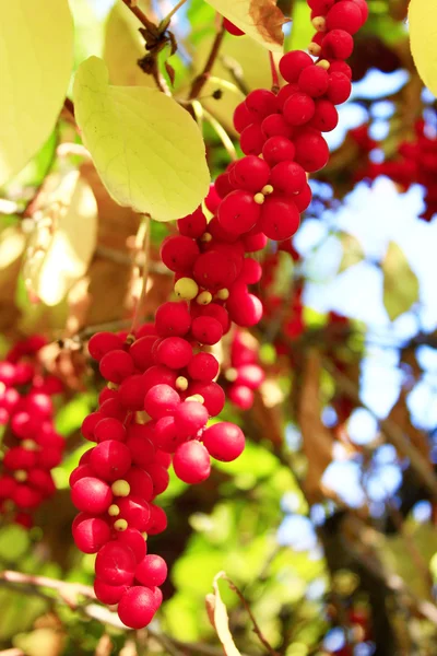 Zweige roter reifer Schisandra — Stockfoto