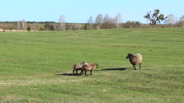 Pâturage des moutons sur l'herbe — Video