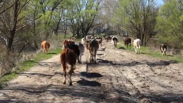 Vacas voltam do pasto — Vídeo de Stock