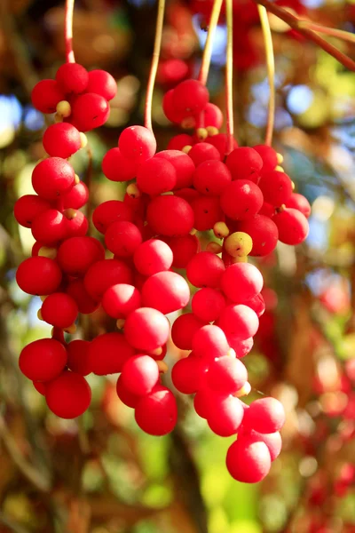 Rama de schisandra — Foto de Stock