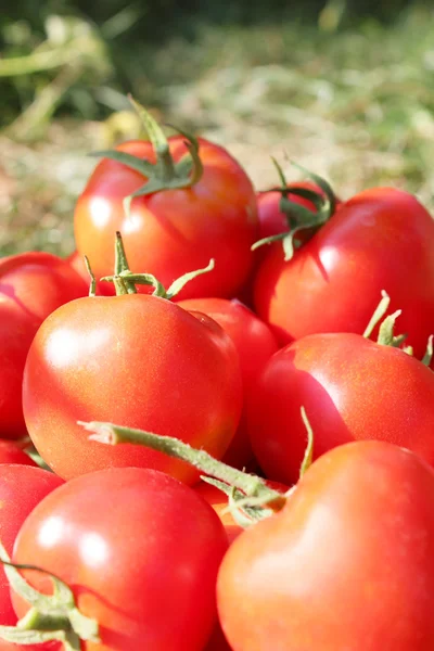Cultura de tomates vermelhos — Fotografia de Stock