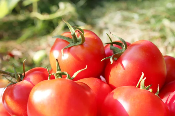 Cultura rica de tomates vermelhos — Fotografia de Stock