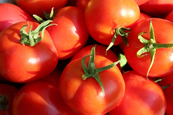 富有的出产量的红番茄 — 图库照片