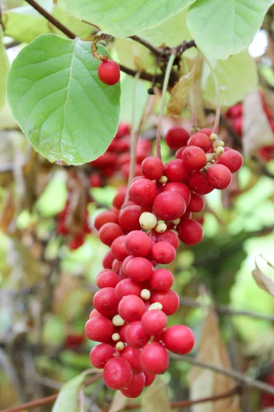 Zweig der Schisandra — Stockfoto