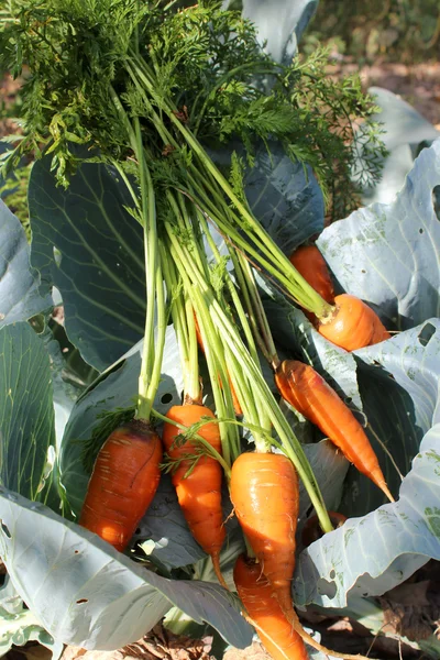 Carrots on the cabbage — Stock Photo, Image