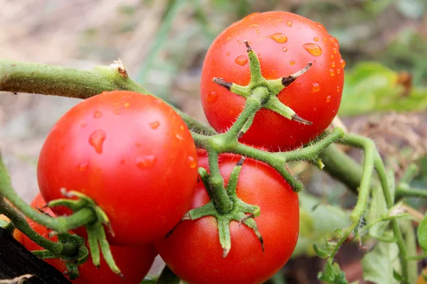 Tomates en el arbusto — Foto de Stock