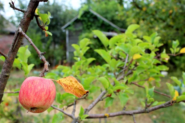 Спелое яблоко висит на дереве — стоковое фото
