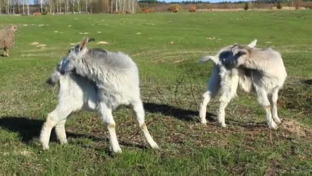 ヤギが牧草地に掻く — ストック動画