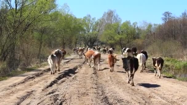 Vacas voltam do pasto — Vídeo de Stock