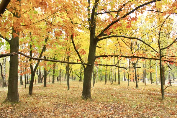 Park with yellow trees leaves — Stock Photo, Image