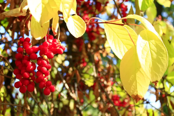 Ramo di schizandra matura rossa — Foto Stock