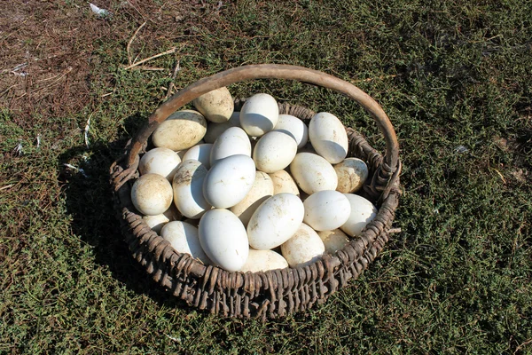 Oeufs d'oie dans le panier sur l'herbe — Photo