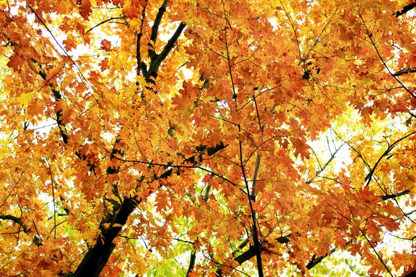 Herfst park met gele bomen — Stockfoto