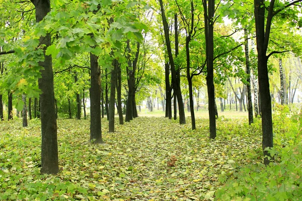 Beautiful park with many green trees — Stock Photo, Image