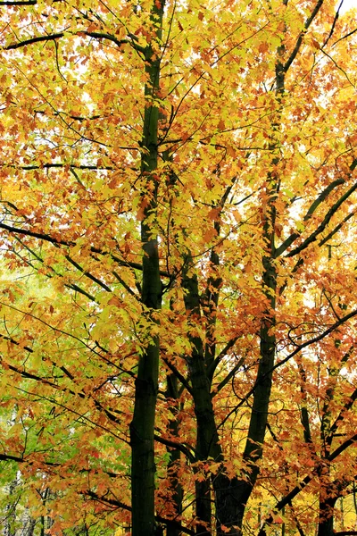 Park met gele bomen bladeren — Stockfoto