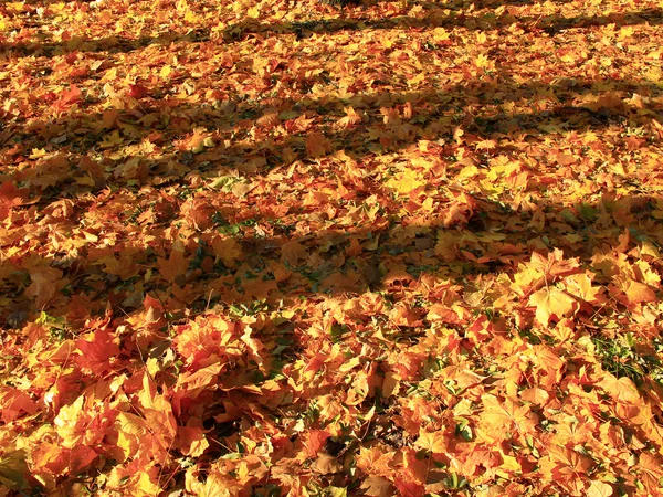 Žluté listí na zemi — Stock fotografie