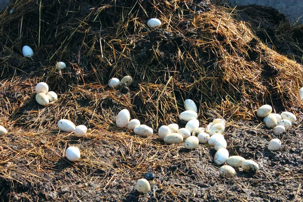 Huevos de gallina en el montón de estiércol —  Fotos de Stock