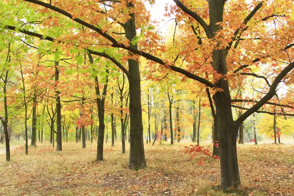 Parco autunnale con querce e aceri in alberi gialli — Foto Stock