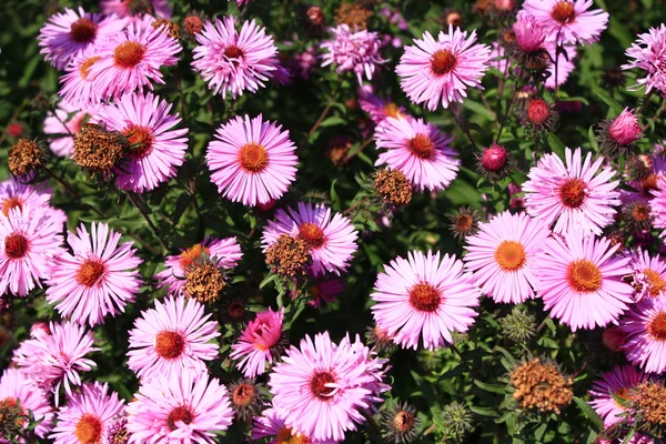 Rode mooie asters in de tuin — Stockfoto