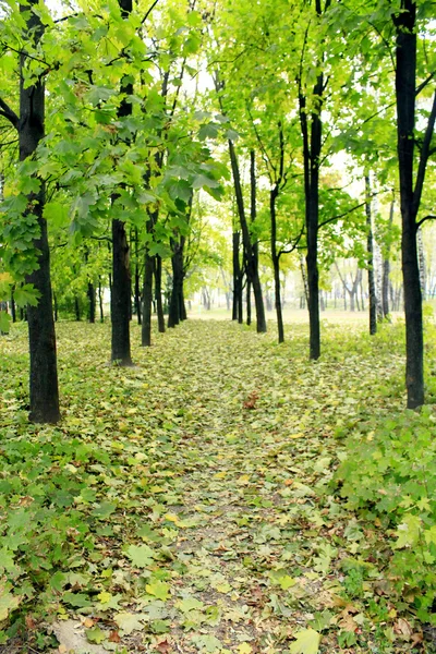 Sentiero nel parco con alberi verdi — Foto Stock