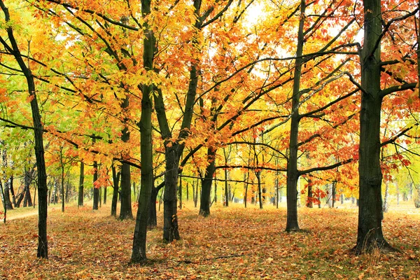 Parco autunnale con querce e aceri in alberi gialli — Foto Stock