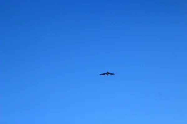 Mavi gökyüzünde uçan kartal — Stok fotoğraf