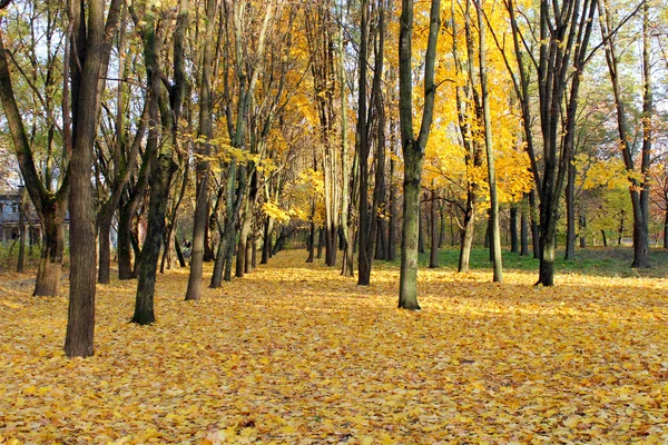 Осенний парк с деревьями и желтыми листьями — стоковое фото