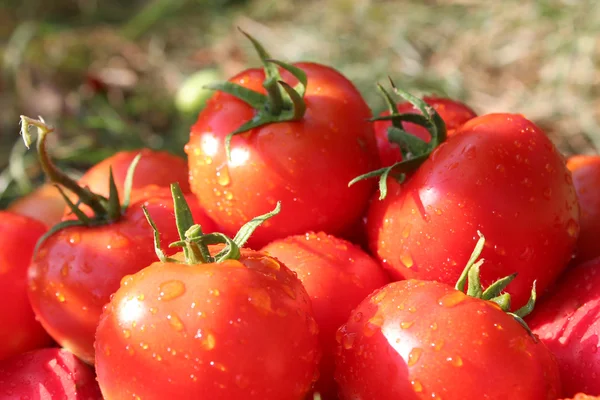 Cebolinha de tomates vermelhos — Fotografia de Stock