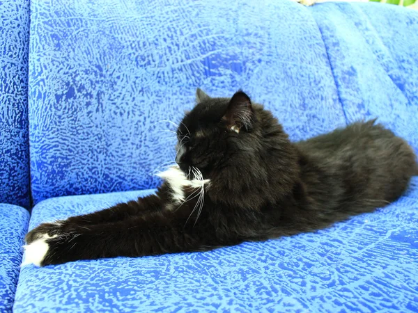 Preto gato coloca no azul sofá — Fotografia de Stock