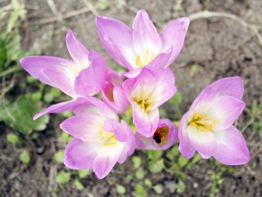 Colchicum autumnale pembe çiçekler