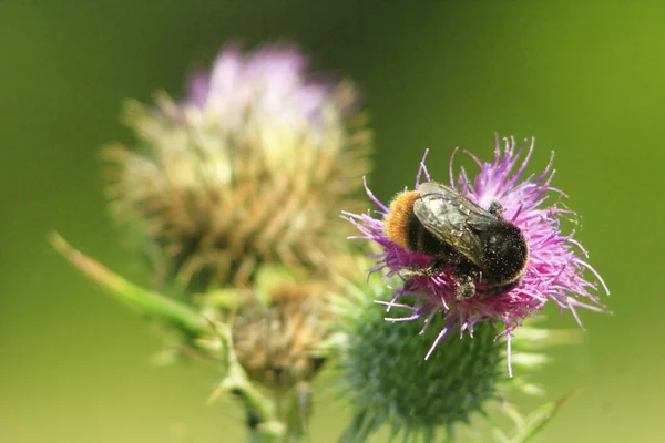 Bunga Carduus dengan bumblebee — Stok Foto