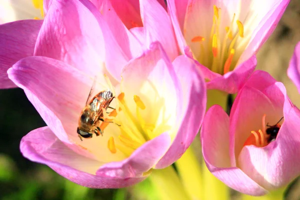 Colchicum autumnale pembe çiçek arıya — Stok fotoğraf