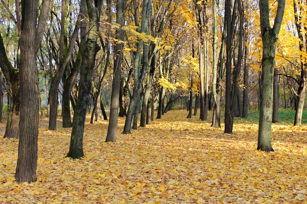 Parco autunnale con alberi e foglie gialle — Foto Stock