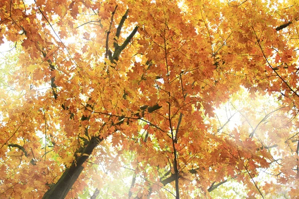 Kronen van de bomen met gele bladeren in het park — Stockfoto