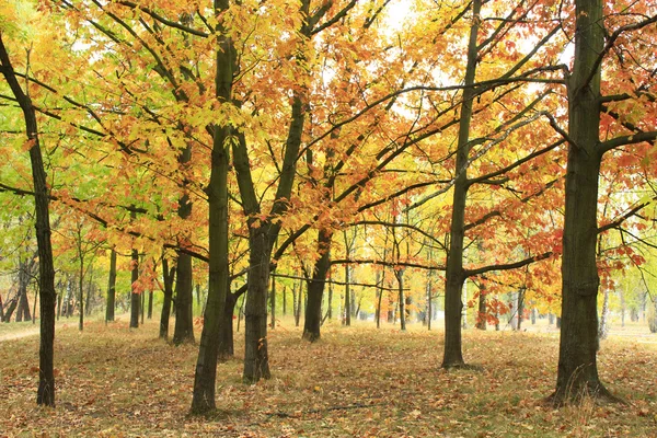 木々や黄色の葉を持つ秋の公園 — ストック写真