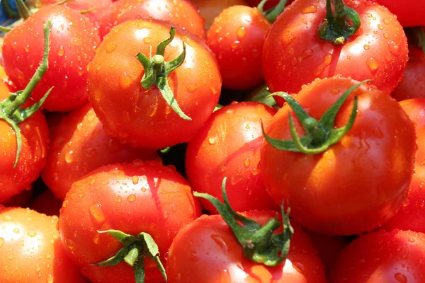 赤いトマトの豊富な収穫 — ストック写真