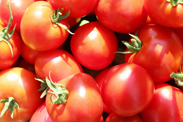 Cebolinha de tomates vermelhos — Fotografia de Stock