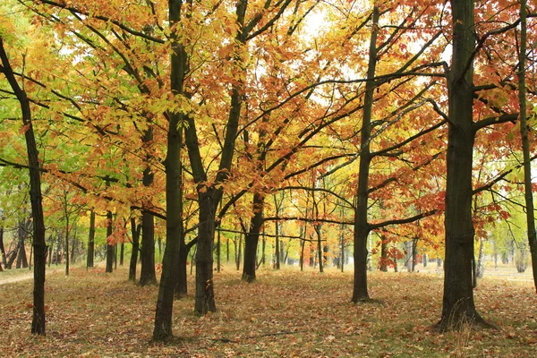 Autunno parco con alberi gialli — Foto Stock