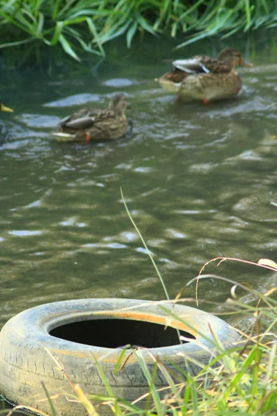 Yaban ördekleri ve lastik tekerlek çifti — Stok fotoğraf