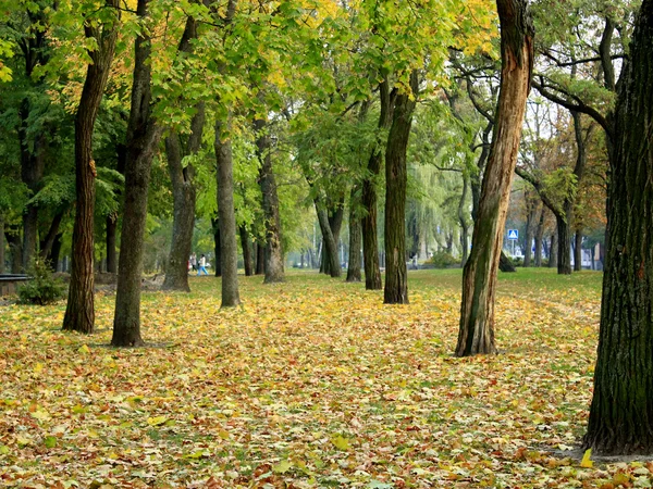 Тропа в осеннем городском парке — стоковое фото