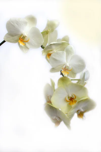 Branch of the blossoming white orchid isolated — Stock Photo, Image