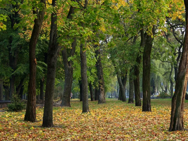 Осенний парк с деревьями и желтыми листьями — стоковое фото